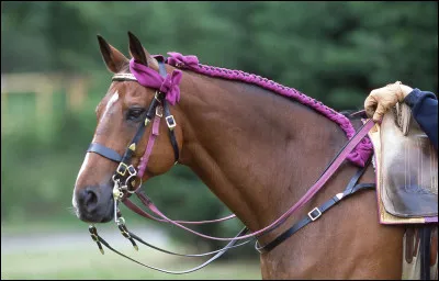 Le Cadre noir de Saumur a été créé le 16 mai...