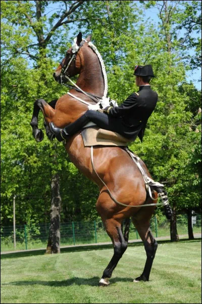 Les cavaliers du Cadre noir font souvent des représentations devant le public.