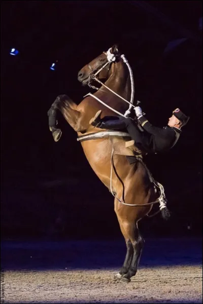 Quel diplôme équestre faut-il avoir pour être cavalier au Cadre noir ?