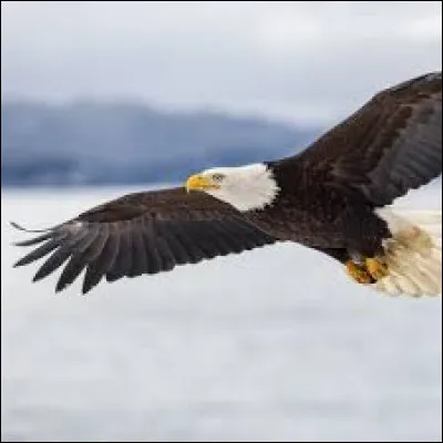 Quel est cet animal ?