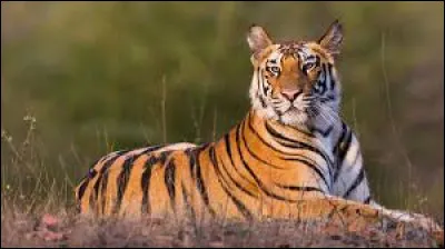 Quel est cet animal ?