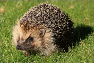 Quel est cet animal ?