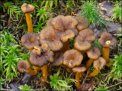 Le poisson labre cigare porte également un autre nom. Lequel ?