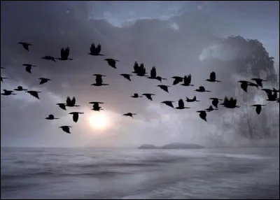 Qui est l'auteur-compositeur et interprète de la chanson ''Les Oiseaux de passage'' ?