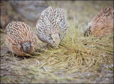 Comment appelle-t-on un éleveur de cailles ?