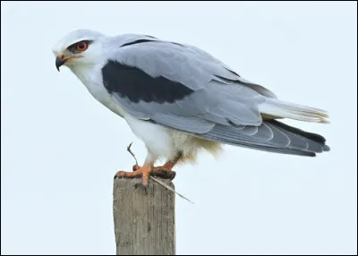 Quel est le nom de ce petit rapace diurne ?