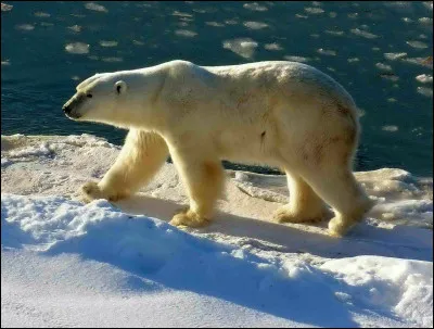 L'océan Arctique est situé dans l'hémisphère sud.