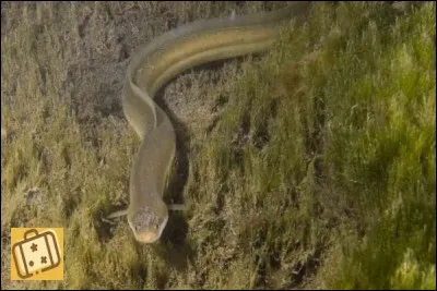 La mer des Sargasses est une zone de locéan Pacifique.