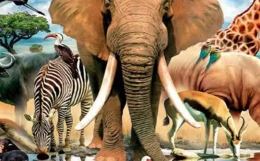 Quiz Animaux