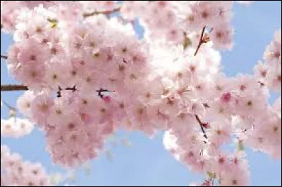 Pr&eacute;f&egrave;res-tu Netflix ou Amazon Prime ?