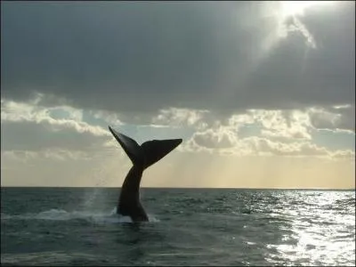 Sur quelle pninsule visite dans Pkin Express 5, peut on voir des baleines ?