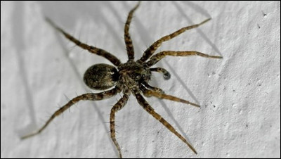 Pourquoi as-tu peur des araignées ?