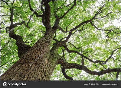 As-tu peur de monter dans un arbre ?