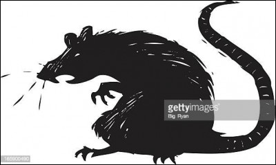Finalement, c'est juste un rat qui est rentré, que fais-tu ?