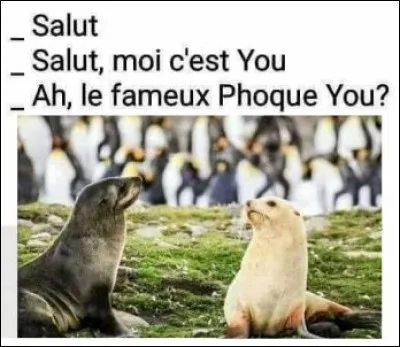 Quelle est la traduction de "phoque" en anglais ?