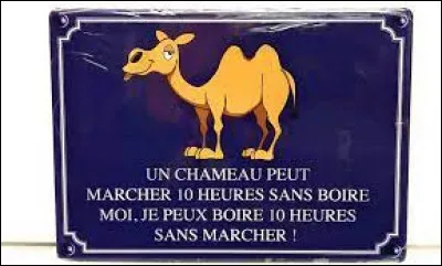 En anglais, "chameau" se traduit par :