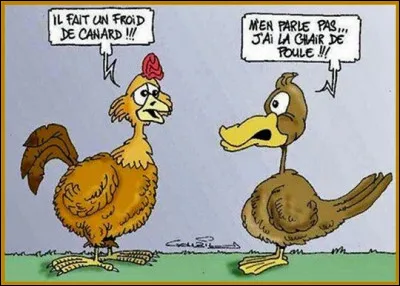 En anglais, comment traduit-on "canard" ?