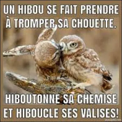 "Hibou" se traduit en anglais par...