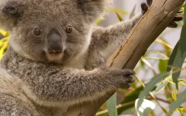 Quiz Koalas