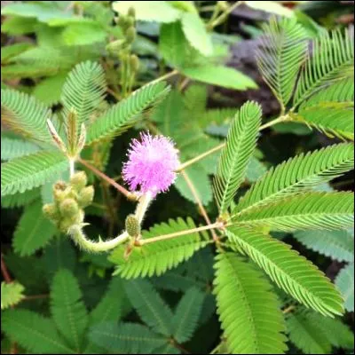 Sous quel nom est &eacute;galement connu le mimosa pudique ?