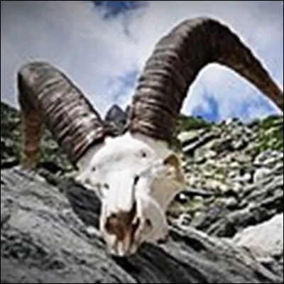 Quel mammif&egrave;re de la famille de la ch&egrave;vre a pour femelle l�&eacute;tagne ?