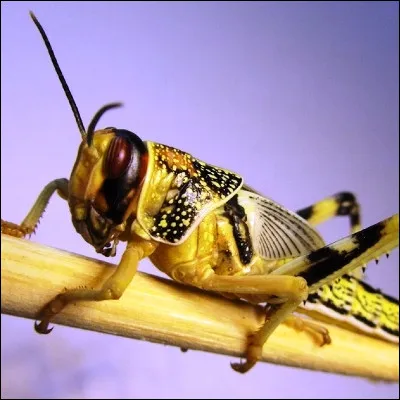 Dans quel classique d�animation de Disney l�h&eacute;ro&iuml;ne est-elle accompagn&eacute; par un criquet porte-bonheur ?