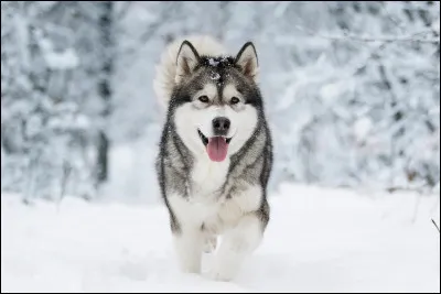 Quel chien est originaire du nord-ouest de l'Alaska ?