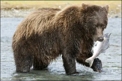 Quel ours est originaire de l'Alaska ?