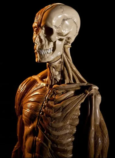 Je vous propose un nouveau modèle : le modèle Humaniste, représenté par Rogers, Maslow et Perls. Sur quelle vision est-il fondé ?