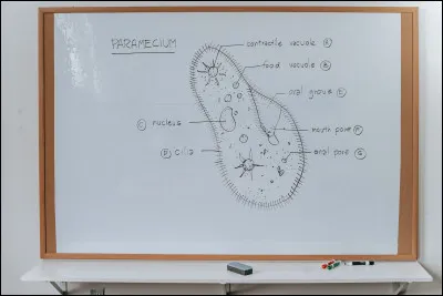 Aujourdhui, on se dirige vers une approche plus complexe avec notamment le développement de l'épigénétique. Quel est son objet d'étude ?