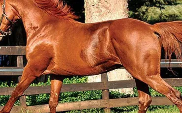Quiz Galop 1