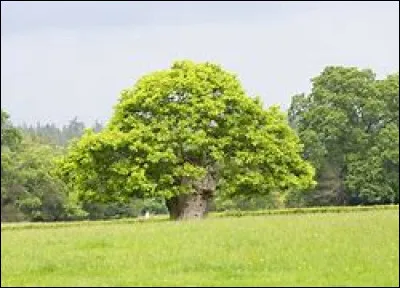 Les champignons qui tuent les arbres sont juste une légende.
