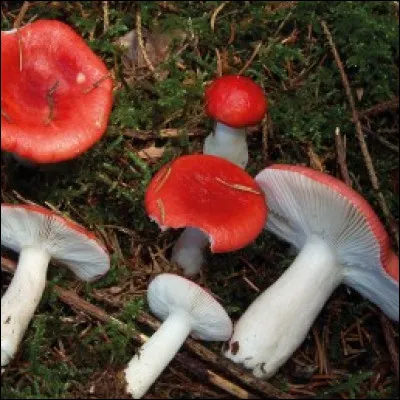 Combien d'espèces de champignons sont recensés en France ?