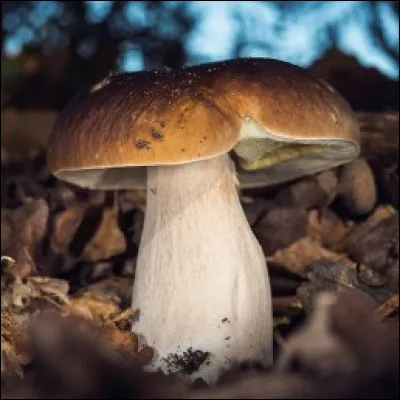 Sauras-tu donner le nom de ce champignon ?