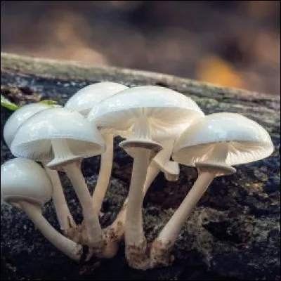La mycologie est la science qui étudie les champignons.