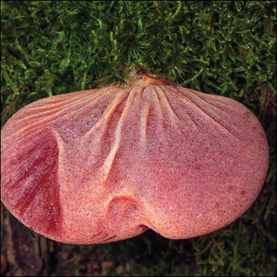 Comment se nomme ce champignon ?