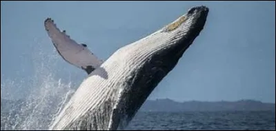 Quelle est la taille maximale d'une baleine ?