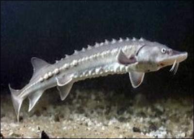 Comment s'appelle cet animal marin ?