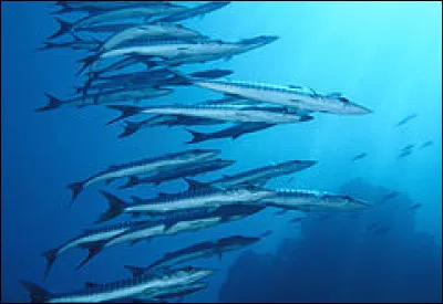 Comment appelle-t-on ce phénomène en biologie ?