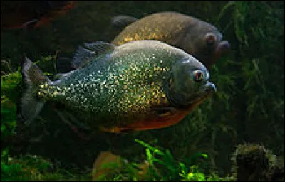 Dans les eaux de quel continent trouve-t-on des piranhas ?