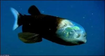 Comment s'appelle cet animal marin ?