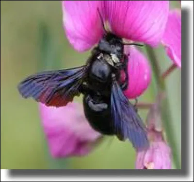 Dans l'armée romaine, il y avait des tignaires. C'étaient des...