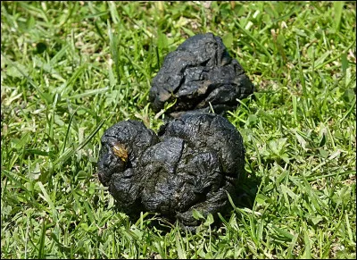 Que voulait dire spelonque ?