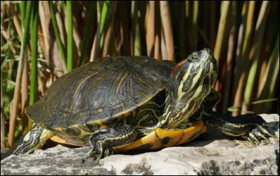 Quel est le nom de cette tortue d'eau douce ?