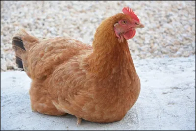 Que pond une poule ?