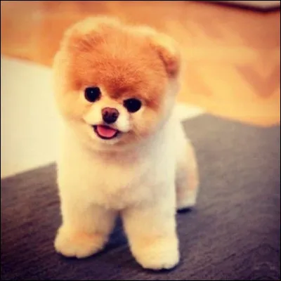 Quel est le nom de ce chien dit "le plus mignon du monde" ?