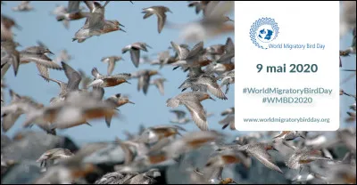 Qui est le réalisateur du film "Les Oiseaux" ?