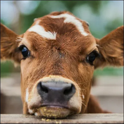 Quel est ton animal préféré ?