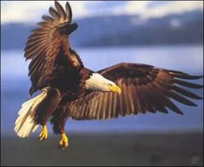 Quelle est la vitesse d'un aigle royal en pointe ?