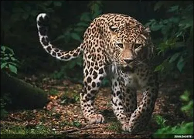 Le léopard peut très bien vivre dans la savane et dans la forêt tropicale.